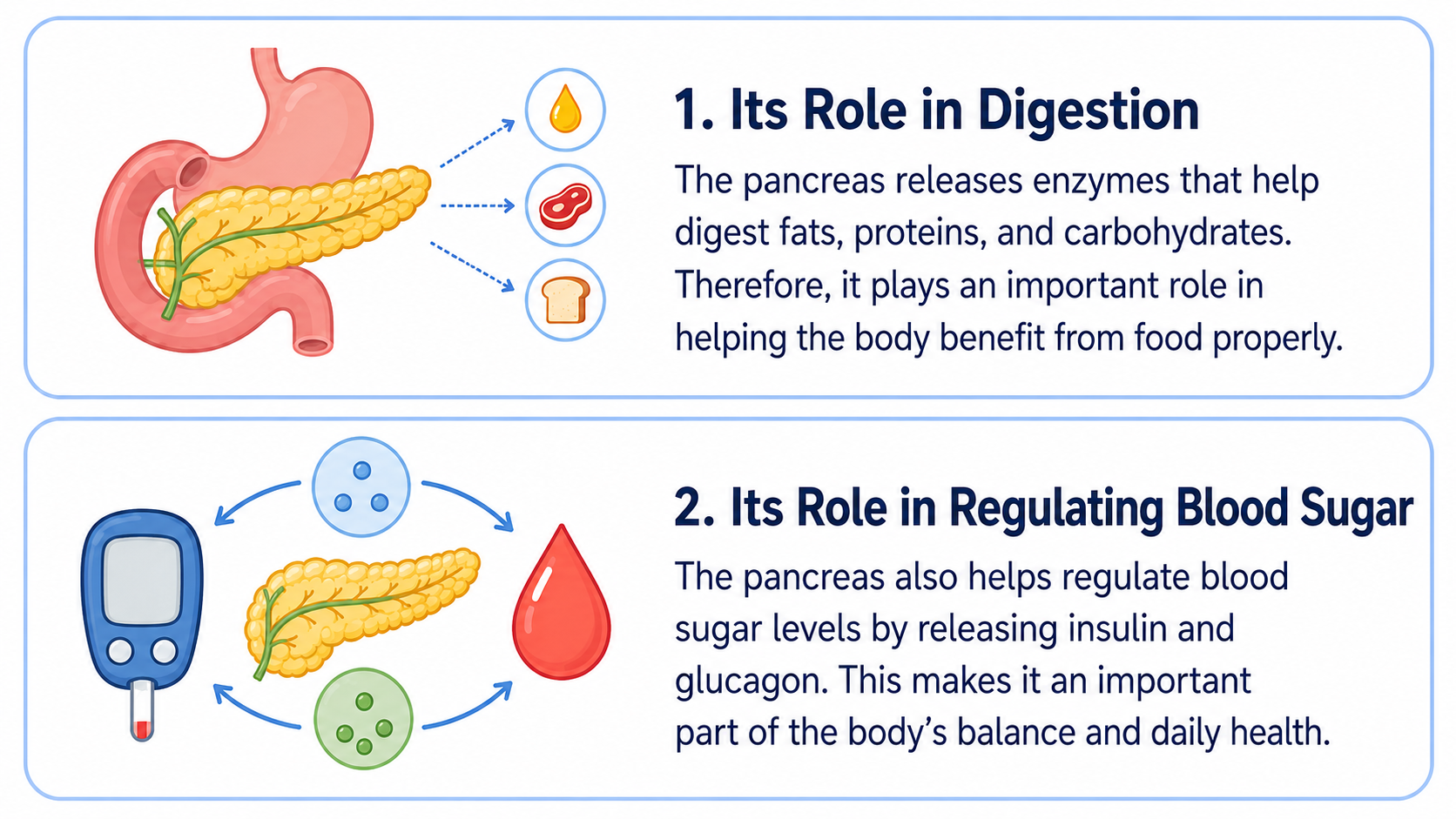 English educational infographic on a white background explaining two roles of the pancreas. Two large rounded cards with light-blue borders show flat medical illustrations on the left and dark navy text on the right. The first card explains the pancreas’ role in digestion by releasing enzymes that help digest fats, proteins, and carbohydrates. The second card explains its role in regulating blood sugar by releasing insulin and glucagon.